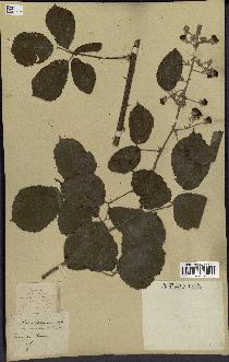 spécimen de Rubus rhamnifolius