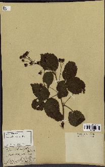 spécimen de Rubus rhamnifolius