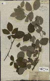 spécimen de Rubus rhamnifolius