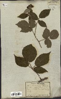 spécimen de Rubus rhamnifolius