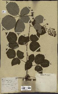 spécimen de Rubus rhamnifolius