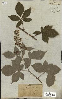 spécimen de Rubus rhamnifolius