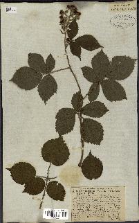 spécimen de Rubus rhamnifolius