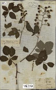 spécimen de Rubus rhamnifolius