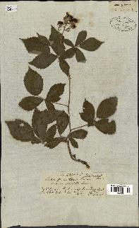 spécimen de Rubus rhamnifolius