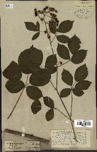 spécimen de Rubus rhamnifolius