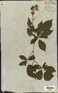 spécimen de Rubus rhamnifolius