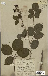 spécimen de Rubus rhamnifolius