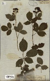 spécimen de Rubus rhamnifolius