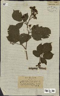 spécimen de Rubus rhamnifolius