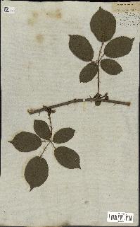 spécimen de Rubus rhamnifolius