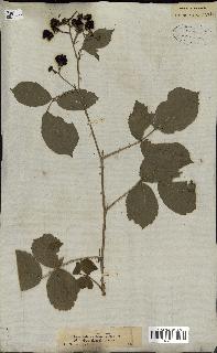 spécimen de Rubus rhamnifolius