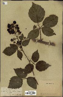 spécimen de Rubus radula