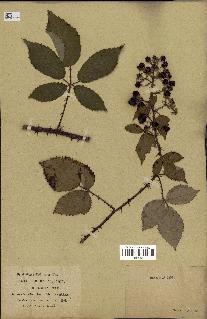 spécimen de Rubus radula