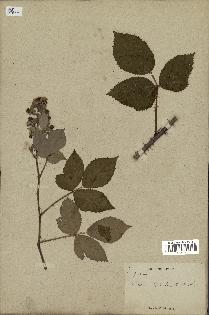 spécimen de Rubus radula