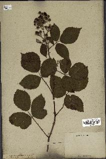 spécimen de Rubus radula