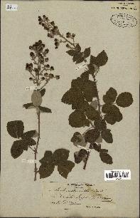 spécimen de Rubus tomentosus