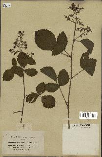 spécimen de Rubus tomentosus