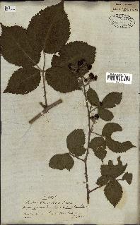 spécimen de Rubus tomentosus