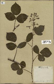 spécimen de Rubus tomentosus