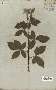 spécimen de Rubus tomentosus