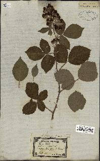 spécimen de Rubus tomentosus