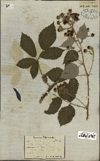 spécimen de Rubus tomentosus