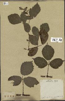 spécimen de Rubus tomentosus