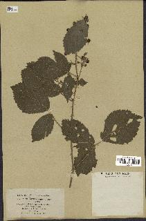 spécimen de Rubus tomentosus