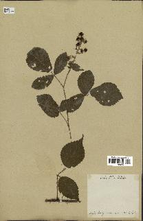 spécimen de Rubus tomentosus