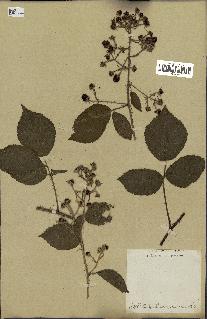 spécimen de Rubus tomentosus