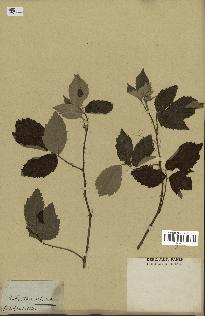 spécimen de Rubus tomentosus