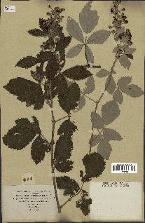 spécimen de Rubus tomentosus