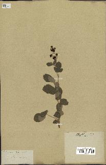 spécimen de Rubus tomentosus
