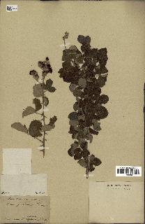 spécimen de Rubus tomentosus
