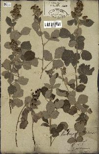 spécimen de Rubus tomentosus