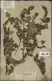 spécimen de Rubus tomentosus