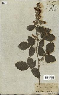 spécimen de Rubus tomentosus