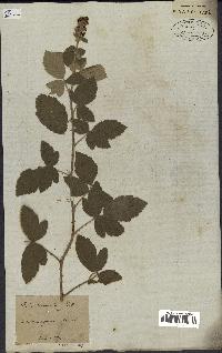spécimen de Rubus tomentosus