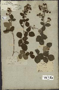 spécimen de Rubus tomentosus