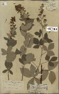 spécimen de Rubus tomentosus