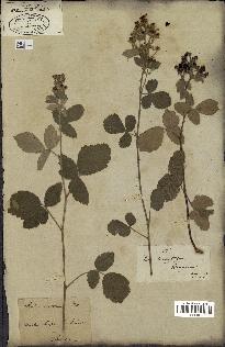 spécimen de Rubus tomentosus