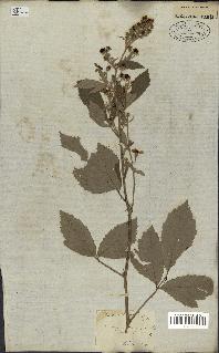spécimen de Rubus tomentosus