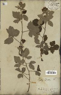 spécimen de Rubus tomentosus