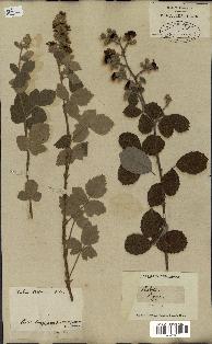 spécimen de Rubus tomentosus