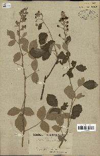 spécimen de Rubus tomentosus