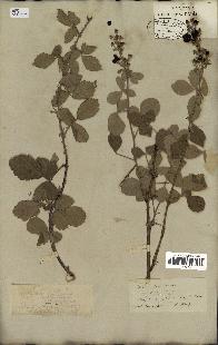 spécimen de Rubus tomentosus