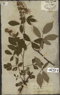 spécimen de Rubus tomentosus