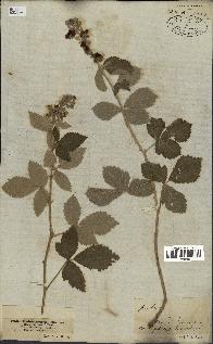 spécimen de Rubus tomentosus