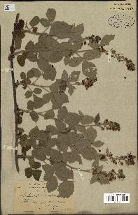 spécimen de Rubus tomentosus